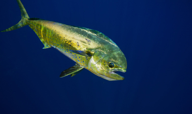 Bull dolphin or mahi-mahi.