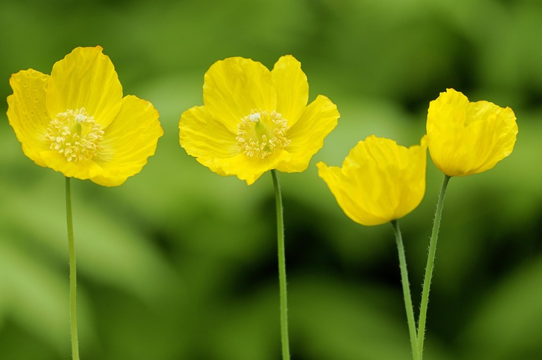 Yellow Iceland Poppy (Papaver nudicaule), North Rhine-Westphalia, Germany