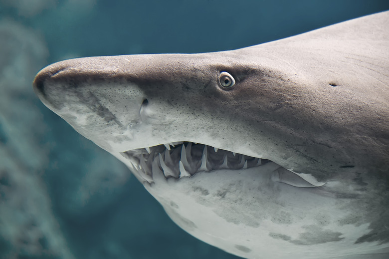 Shark fish closeup taken through the glass of aquarium.