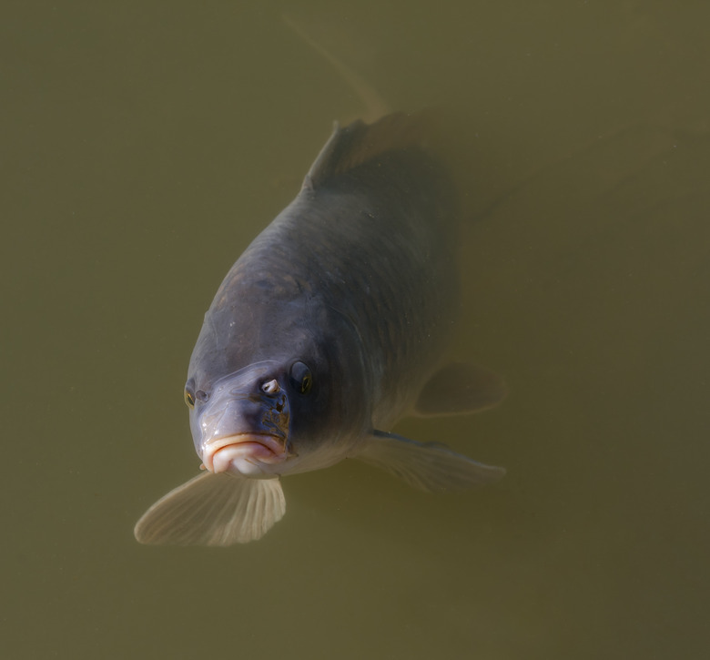 Common carp (Cyprinus carpio)