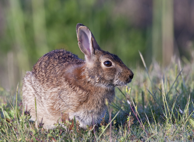 Eastern Cottontail