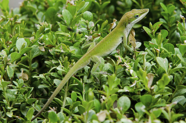 Texas Anole Lizard