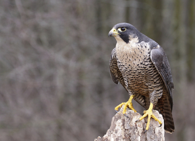 Perched Peregrine Falcon