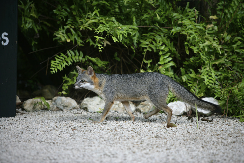 Gray fox, Urocyon cinereoargenteus