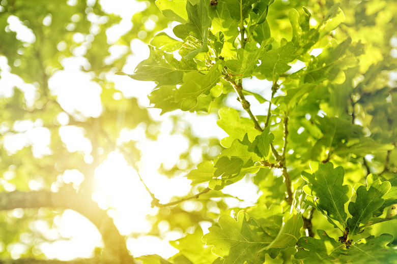 Sunlight filtering through oak leaves