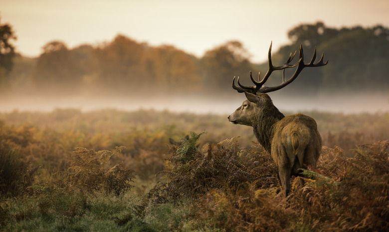 Red deer stag in misty morning