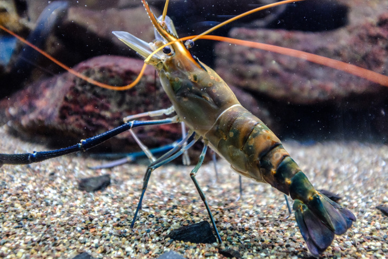 Sea shrimp