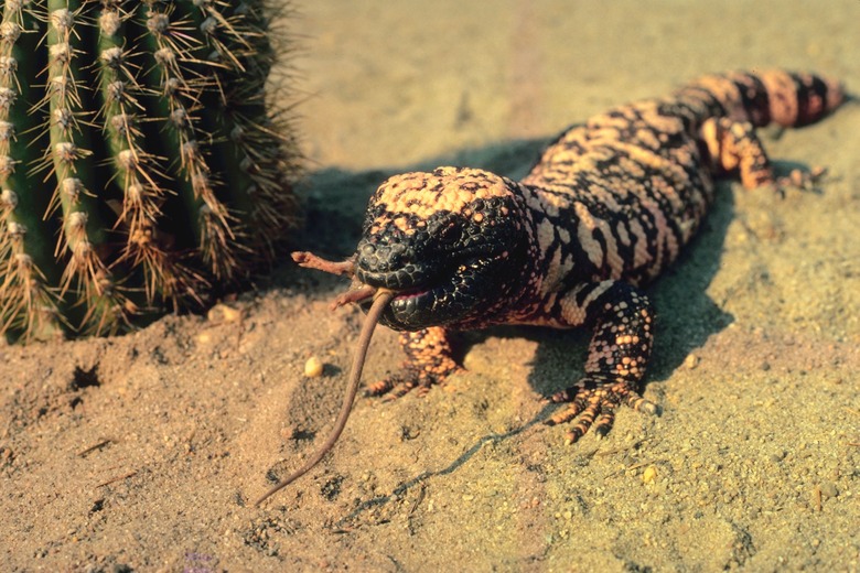 Gila monster eating prey