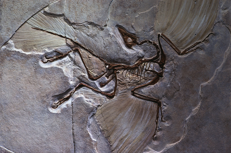 Berlin Specimen of Archaeopteryx fossil