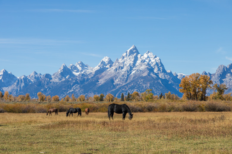 Teton Landscape with Horses in Autumn