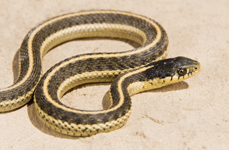 Coast Garter Snake