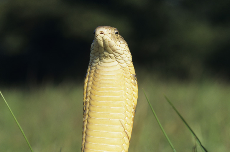 King cobra (Ophiophagus hannah)