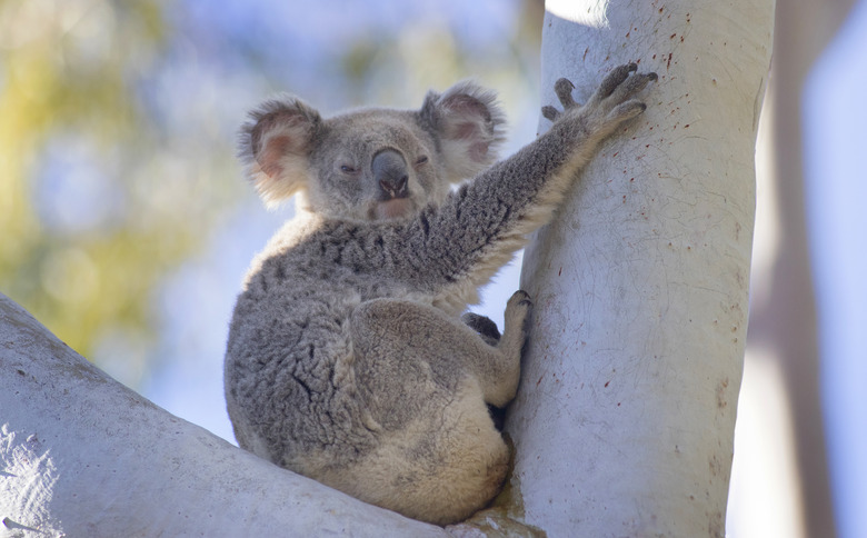 Koala in tree