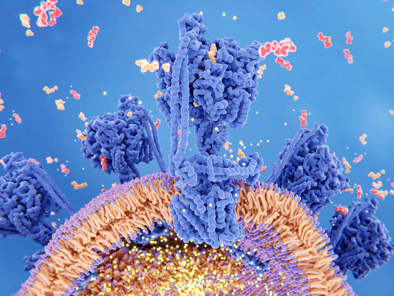 The Krebs Cycle and Homeostasis - image shows mitochondrial membrane during cellular respiration.