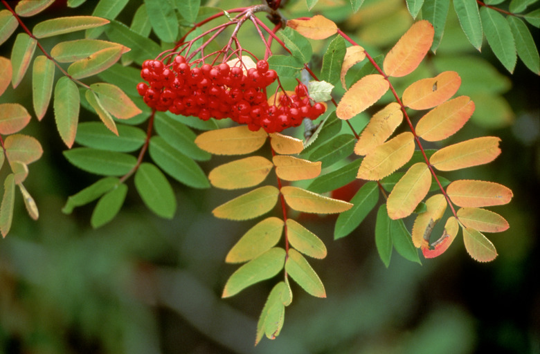 Leaves and berries on Mt. Ash, Ontario