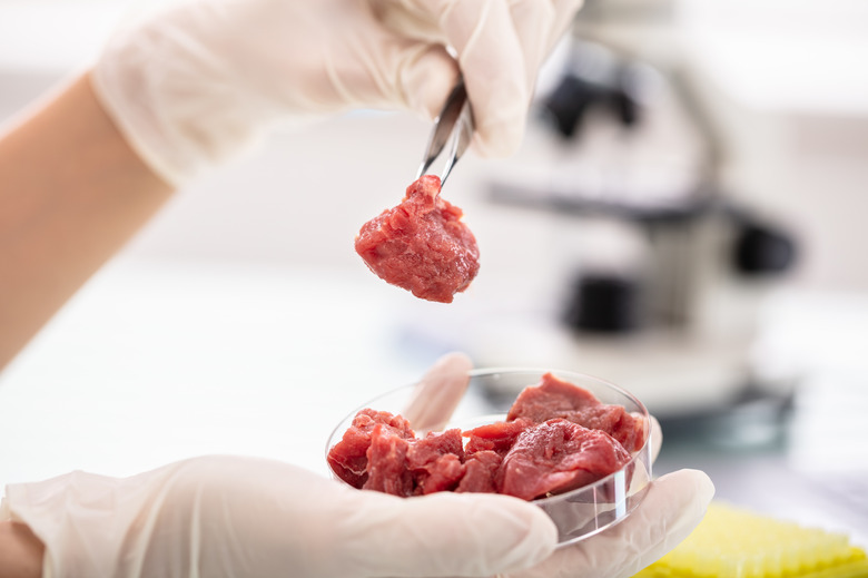 Researcher Inspecting Meat Sample In Laboratory