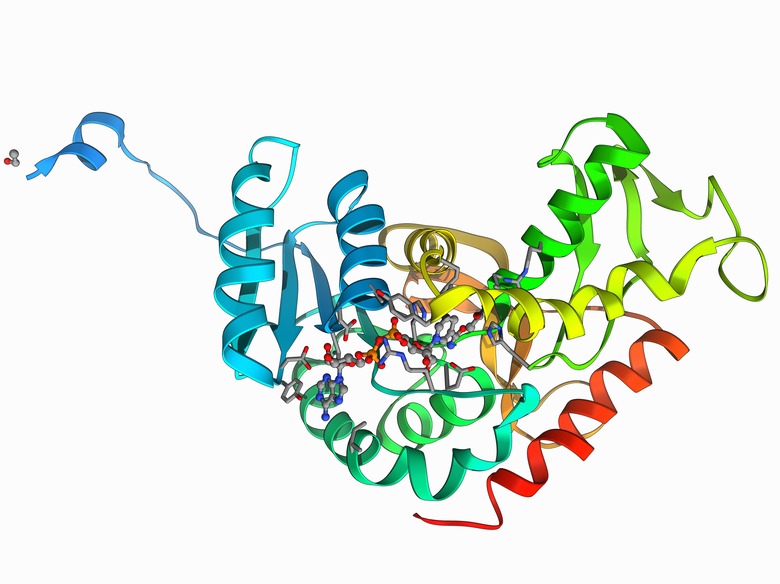 Lactate dehydrogenase enzyme molecule