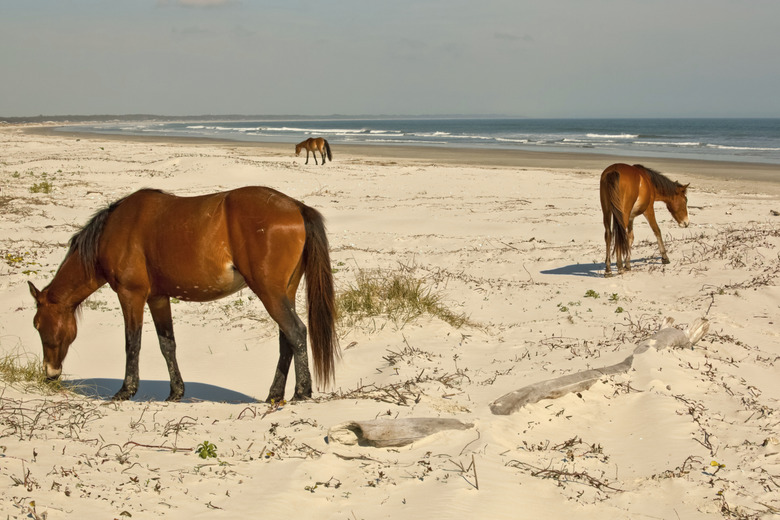 Beach Grazers