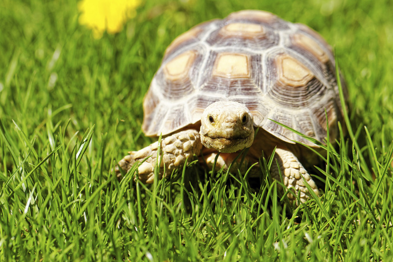 African Spurred Tortoise