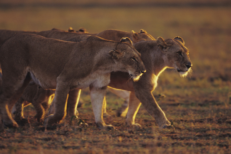 Group of lionesses (Panthera leo), standing on grass savannah, Kenya