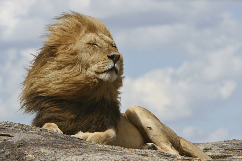 King of the Serengeti