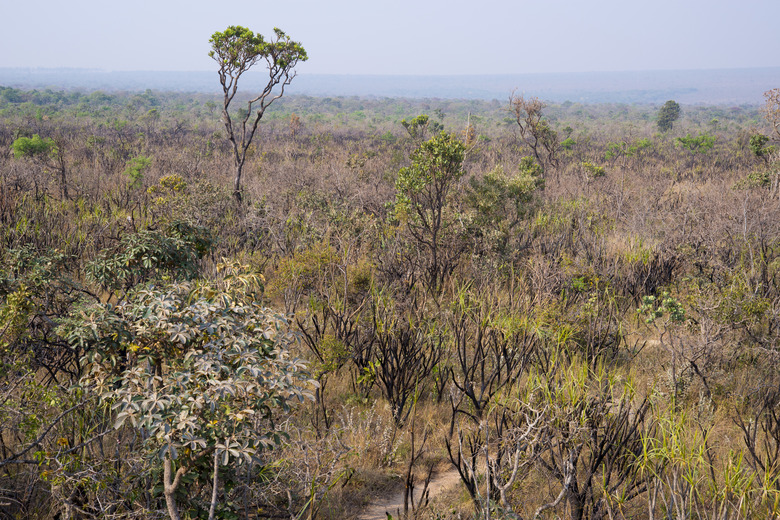 Brazilian savannah landscape