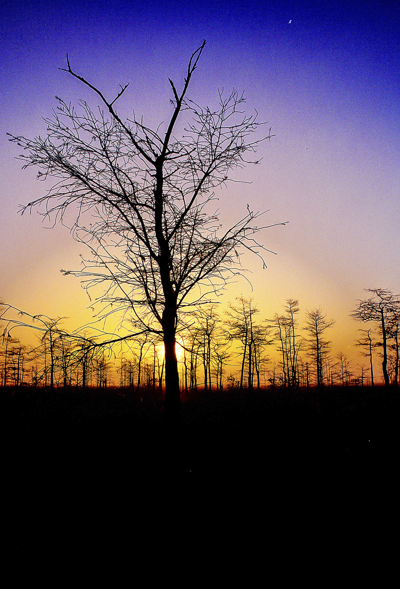 Sunset in the Florida Everglades