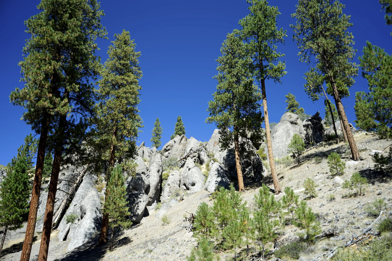 big rounded rocks and ponderosa pines