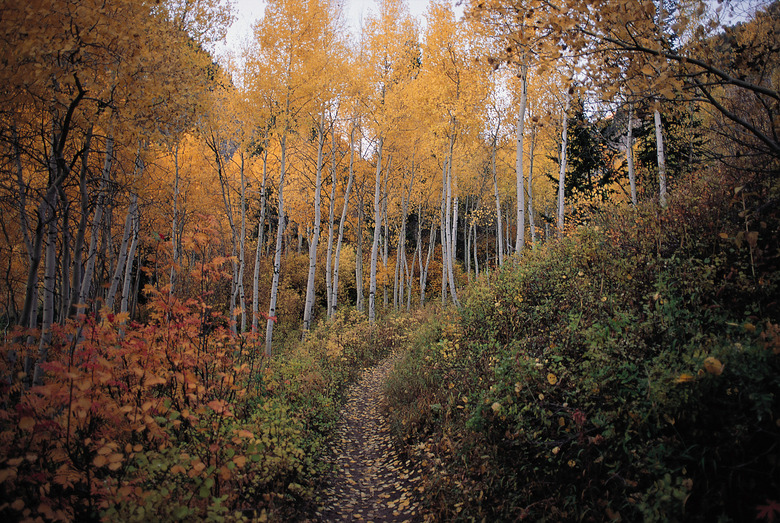 autumn trees and bushes line a dirt path as they lose their leaves under a blue sky and white clouds