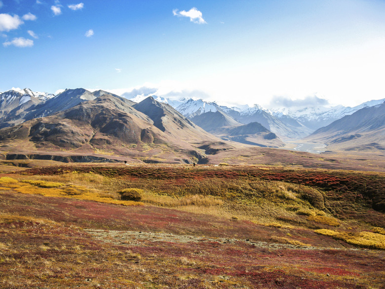 Denali national park