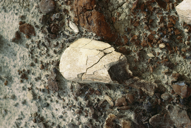 Bones rocks in sand