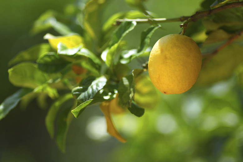 Lemon close up