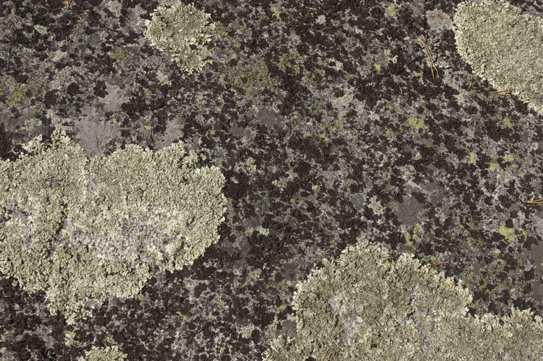 Lichen on stone