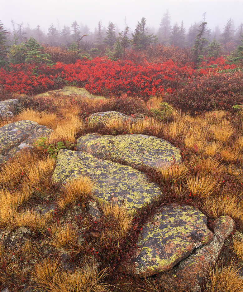 Rocky field with grasses and forest