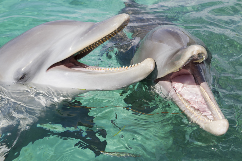 Bottlenose dolphins