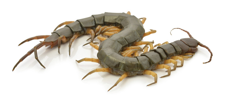 closeup of one brown centipede on white background