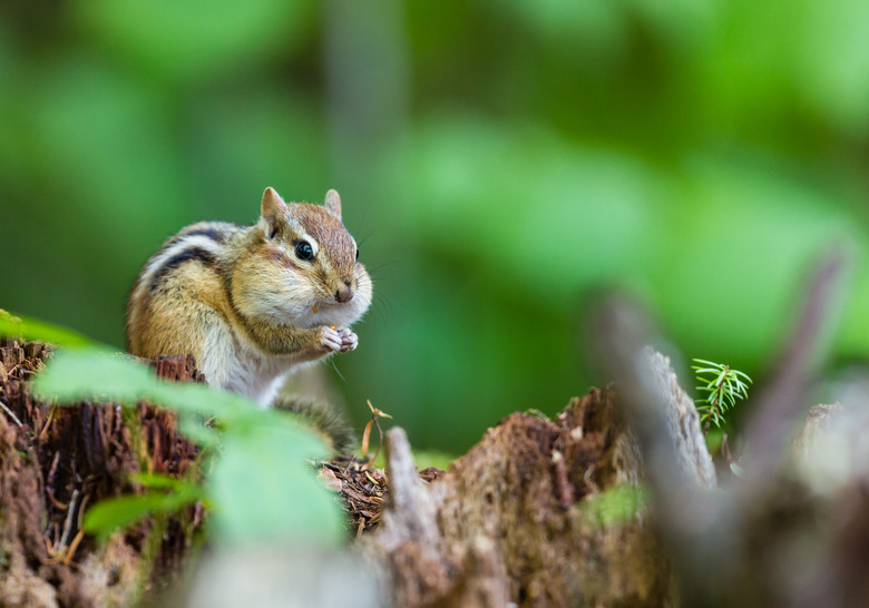 Chipmunk