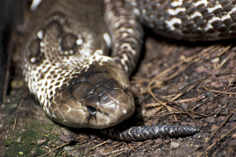 Indian cobra (Naja naja)