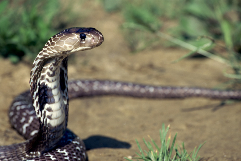 Indian spectacled cobra