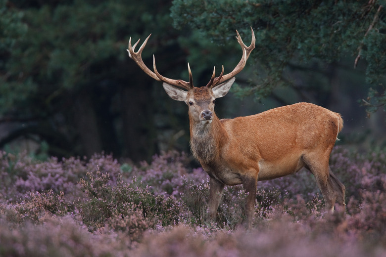 red deer