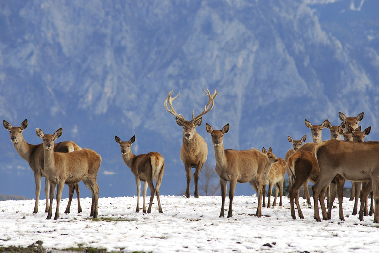 deer in the mountains