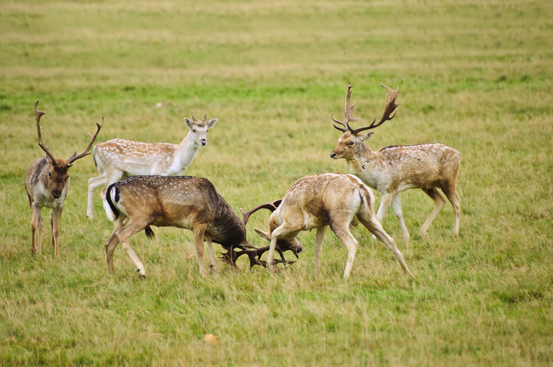 Fallow deer stags antler jousting in Autumn Fall