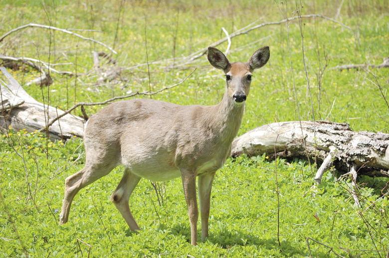 Pregnant Whitetail Deer Doe