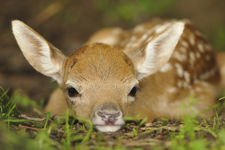 Just born young fallow deer