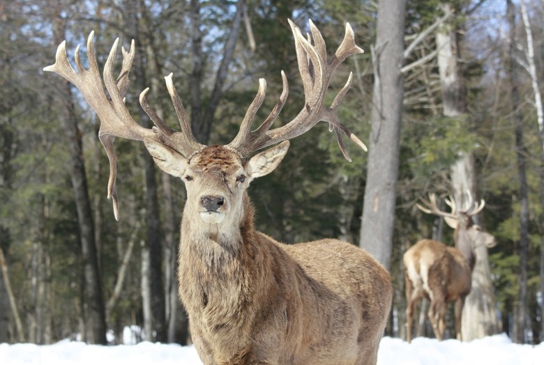 big elk in winter