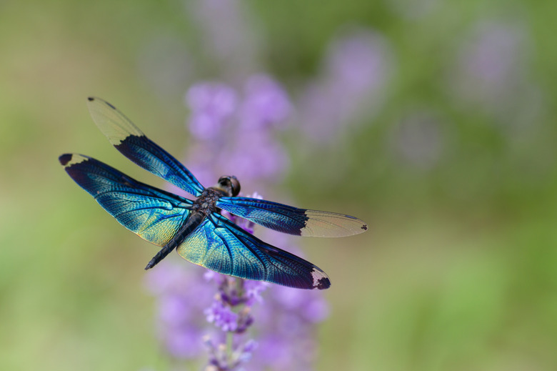 Life Cycle of a Dragonfly