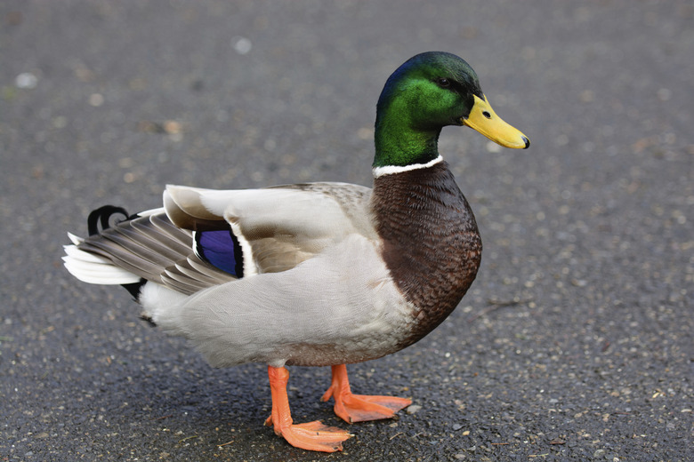 Duck standing