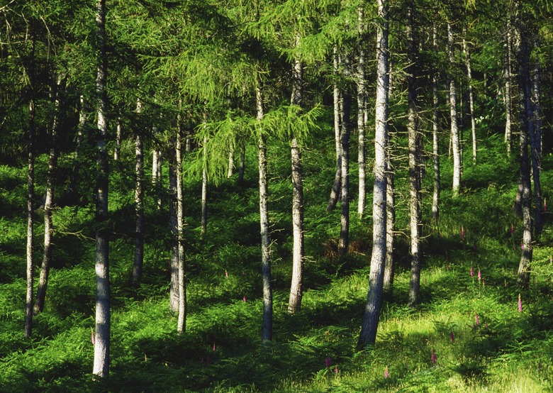 Coniferous Forest