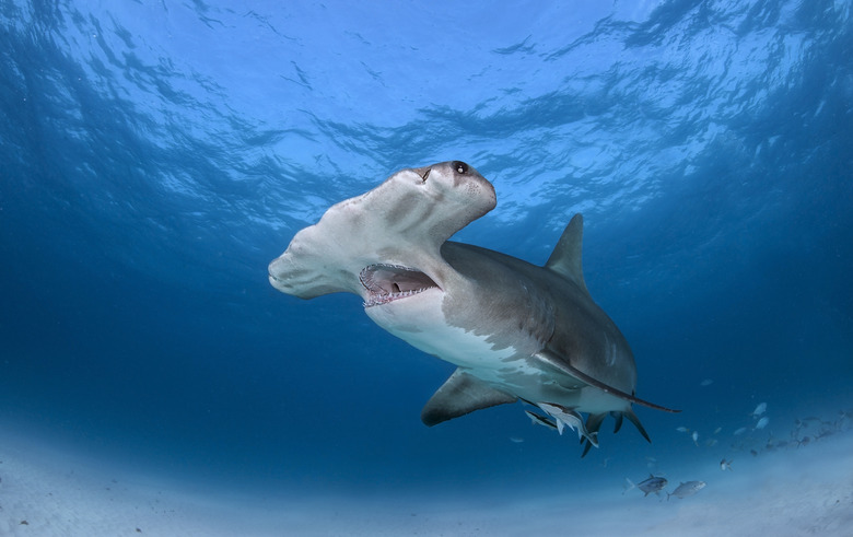 Great hammerhead shark with jaws open