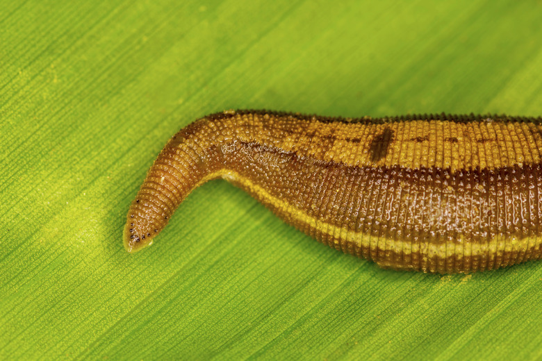 leech on green leaves